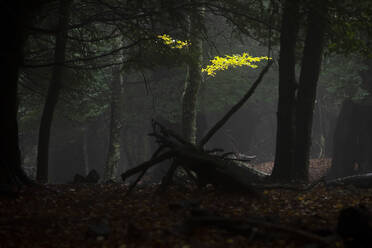 Mysterious view of thick deciduous woodland with fallen yellow leaves and dry trunks at dark night - ADSF22001