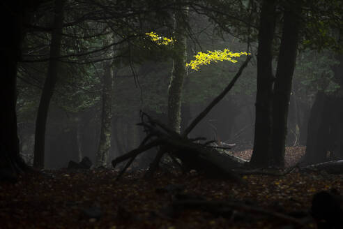 Mysteriöser Blick auf einen dichten Laubwald mit abgefallenen gelben Blättern und trockenen Stämmen in dunkler Nacht - ADSF22001