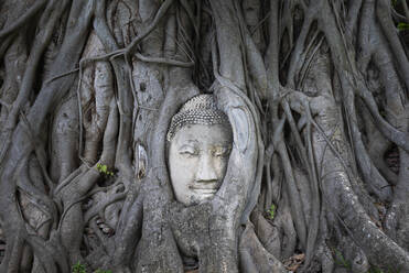 Ancient Buddha head embedded in roots of old banyan tree growing on territory of Wat Mahathat temple in Ayutthaya - ADSF22006