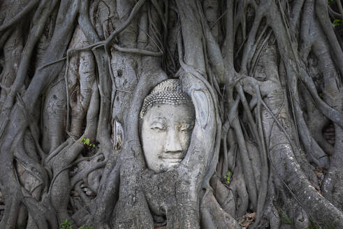 Alter Buddha-Kopf in den Wurzeln eines alten Banyan-Baums, der auf dem Gelände des Wat Mahathat-Tempels in Ayutthaya wächst - ADSF22006