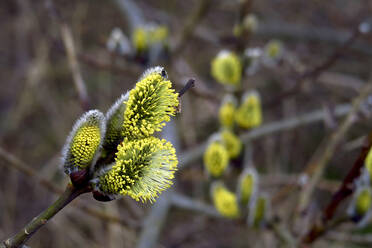 Muschelweide im Vorfrühling - JTF01826