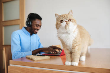 Männlicher Unternehmer, der einen Laptop benutzt, während die Katze zu Hause auf dem Tisch steht - AGOF00085
