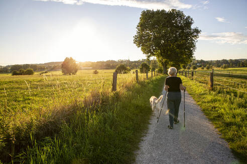 Deutschland, Bayern, Augsburg, Ältere Frau mit Wanderstöcken und Golden Retriever in ländlicher Umgebung bei Sonnenuntergang - MAMF01681