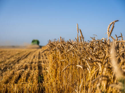 Weizenanbau auf einem landwirtschaftlichen Feld - NOF00142