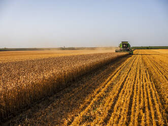 Combine harvesting field of wheat - NOF00146