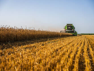 Combine harvesting field of wheat - NOF00147