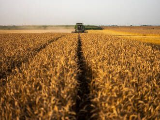 Combine harvesting field of wheat - NOF00153