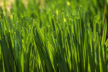 Close up of grass in springtime - NDF01263