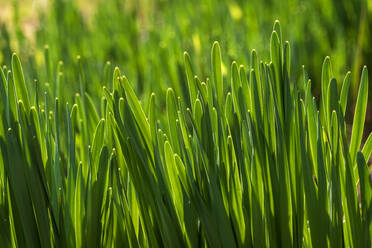 Nahaufnahme von Gras im Frühling - NDF01263