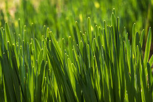 Nahaufnahme von Gras im Frühling - NDF01263
