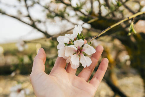 Woman's hand touching almond blossom - MGRF00193