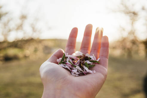 Woman's hand holding almond blossom petals - MGRF00195