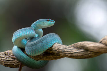 Trimeurus insularis blue is a venomous snake from indonesia - CAVF93723