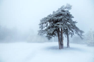 Schöner Winterbaum im Nebel. - CAVF93728