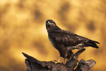 Mäusebussard, der auf einem rauen Baumstumpf sitzt und auf Beute wartet, vor einem unscharfen Hintergrund aus Grasland in der Natur - ADSF22048