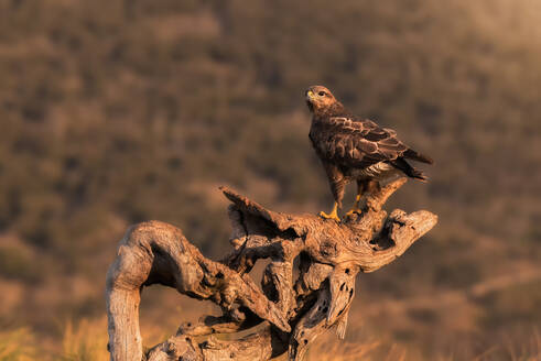 Common buzzard sitting on rough snag and waiting for prey on blurred background of grassland in nature - ADSF22049