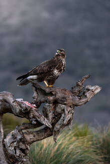 Common buzzard sitting on rough snag and waiting for prey on blurred background of grassland in nature - ADSF22050