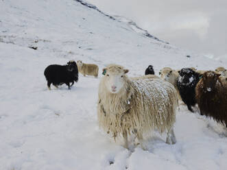 Schafe im Schnee mit Blick in die Kamera auf den Färöer Inseln - CAVF93748