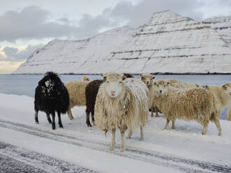 Schafe im Schnee mit Blick in die Kamera auf den Färöer Inseln - CAVF93749