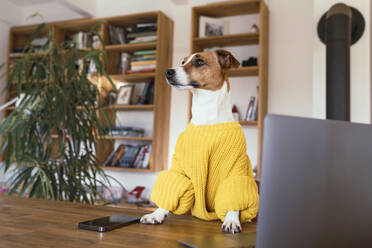 Jack Russell Terrier dog looking away by smart phone and laptop on table at home - KMKF01624