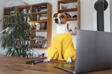Jack Russell Terrier dog looking away amidst smart phone and laptop on table at home - KMKF01625