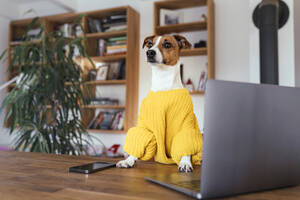 Jack Russell Terrier Hund schaut weg inmitten von Smartphone und Laptop auf dem Tisch zu Hause - KMKF01625