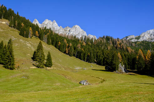 Waldrand mit der Gosaukamm-Bergkette im Hintergrund - LBF03472