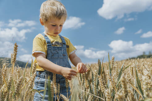 Cute boy looking at barley on field during sunny day - MFF07640