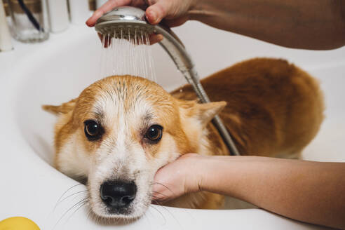 Hände einer Frau, die einen Corgi-Hund in der Badewanne wäscht - VPIF03838