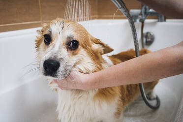 Hände einer Frau, die einen Corgi-Hund in der Badewanne wäscht - VPIF03839