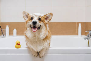 Portrait of Corgi dog standing in bathtub - VPIF03841