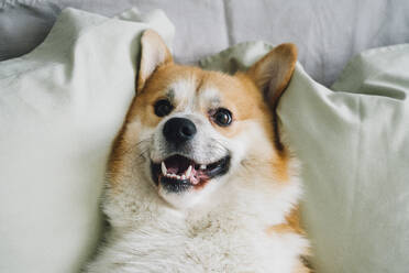 Portrait of Corgi dog lying in bed - VPIF03845