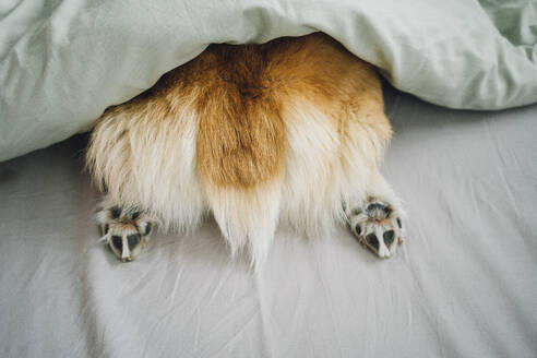 Hinterteil des Corgi-Hundes ragt aus der Bettdecke heraus - VPIF03847
