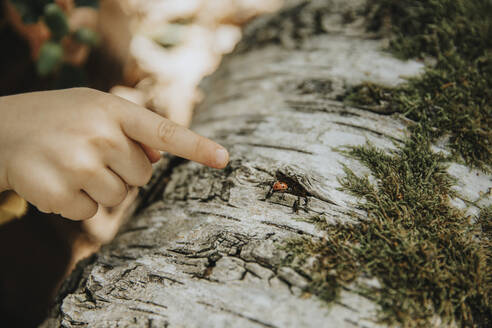 Junge zeigt mit dem Finger auf einen Marienkäfer auf einem moosbewachsenen Zweig - MFF07667