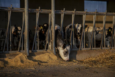 Calves being fed in barn - ACPF01187