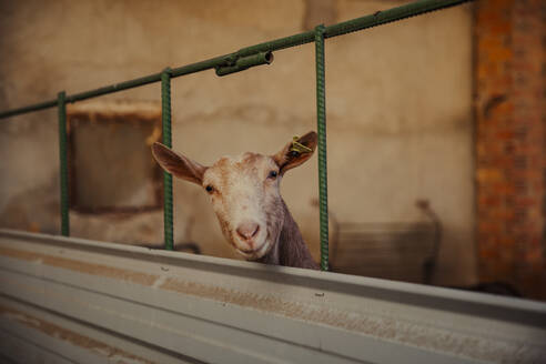 Goat looking at camera - ACPF01194