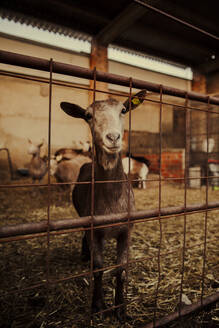 Goat in stable looking at camera - ACPF01197