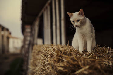 Katze sitzt auf einem Heuballen auf dem Bauernhof - ACPF01200