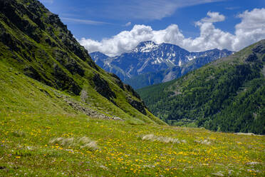 Italien, Aostatal, Saint Rhemy en Bosses, Valle Del Gran San Bernardo von einer blühenden Bergwiese aus gesehen - LBF03476