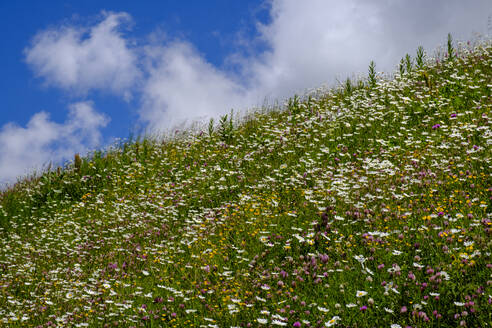 Switzerland, Wallis, Flowering mountain meadow of Val d'Entremont - LBF03487