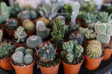 Varieties of succulent and cacti on display at store - EGAF02096