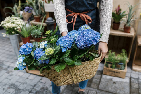 Junge Blumenhändlerin hält einen Korb mit Hortensien in einem Blumenladen - EGAF02106