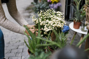 Frau berührt Tanacetum-Blüte im Geschäft - EGAF02109