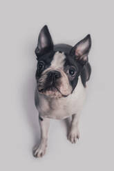 Dog staring while sitting on white background - RTBF01582