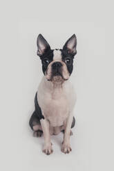 Boston terrier dog sitting in front of white background - RTBF01584