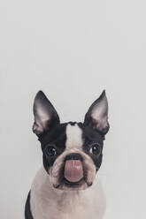 Süßer Hund streckt Zunge vor weißem Hintergrund heraus - RTBF01585