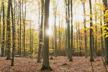 Sun shining through branches of forest trees in autumn - GWF06939