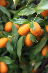 Frische, reife Kumquats am Baum - IFRF00476