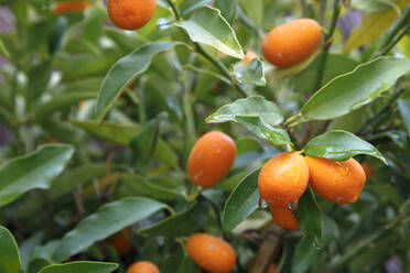 Strauß frischer, nasser Kumquats am Baum - IFRF00477