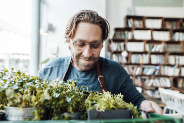 Lächelnder männlicher Unternehmer, der eine Pflanzenkiste im Café betrachtet - JOSEF04002